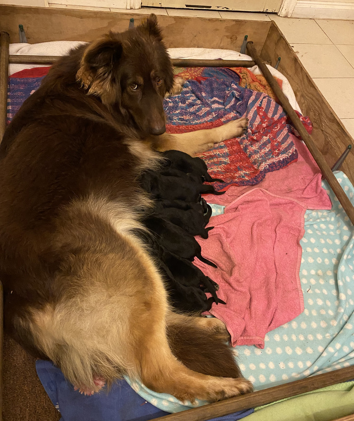 Liver colored store german shepherd puppies